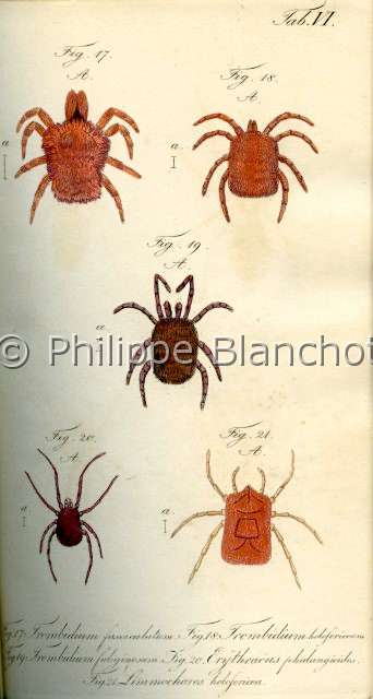 Collection-araignees_ 007.JPG - Archives Araignees, Arachniden, Dr Carl Wilhelm Hahn, 1831, Trombidium, Erythracus, Limnochares
